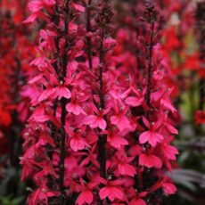 5023242393773 1 Lobelia speciosa Starship Rose.jpg